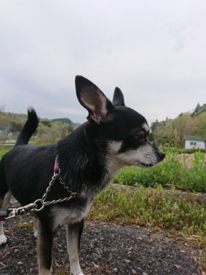 f:id:roukenhome-ann:20190429191021j:plain