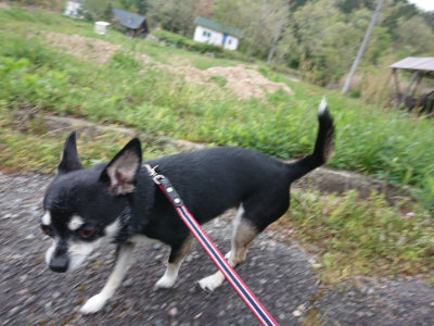f:id:roukenhome-ann:20190429191046j:plain