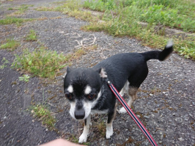 f:id:roukenhome-ann:20190429191053j:plain