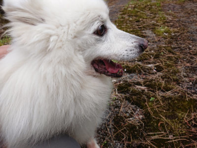 f:id:roukenhome-ann:20190429191837j:plain