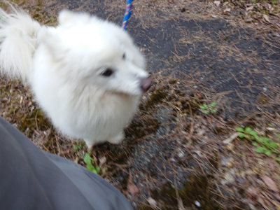 f:id:roukenhome-ann:20190429192145j:plain