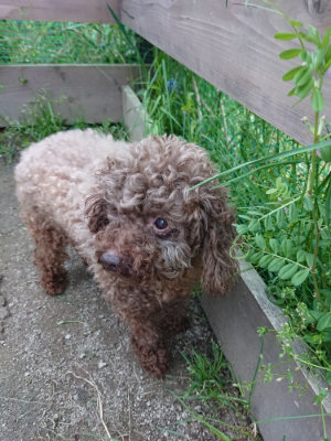 f:id:roukenhome-ann:20190429192218j:plain