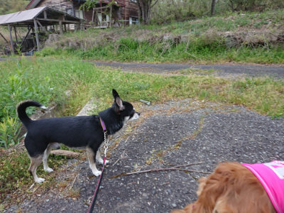 f:id:roukenhome-ann:20190429192307j:plain