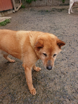 f:id:roukenhome-ann:20190430191929j:plain