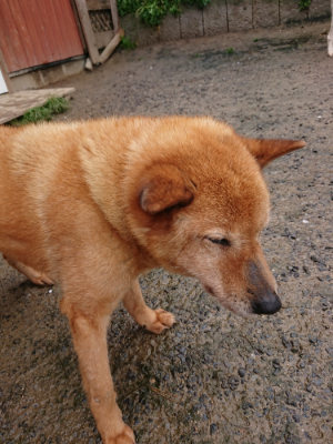 f:id:roukenhome-ann:20190430191939j:plain