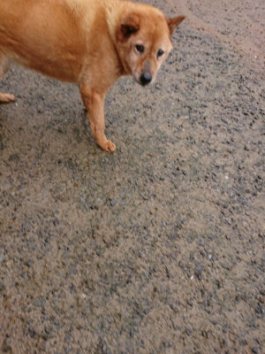 f:id:roukenhome-ann:20190430191953j:plain