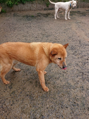 f:id:roukenhome-ann:20190430192006j:plain