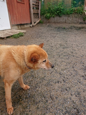 f:id:roukenhome-ann:20190430192013j:plain