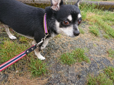 f:id:roukenhome-ann:20190430192259j:plain