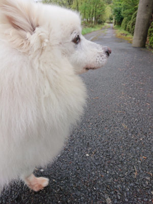 f:id:roukenhome-ann:20190430192716j:plain