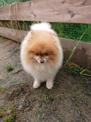f:id:roukenhome-ann:20190430193359j:plain
