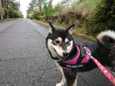f:id:roukenhome-ann:20190430193427j:plain