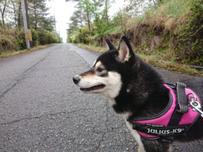 f:id:roukenhome-ann:20190430193455j:plain
