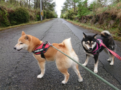 f:id:roukenhome-ann:20190430193527j:plain