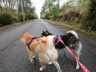 f:id:roukenhome-ann:20190430193604j:plain