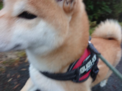 f:id:roukenhome-ann:20190501113621j:plain f:id:roukenhome-ann:20190501113621j:plain