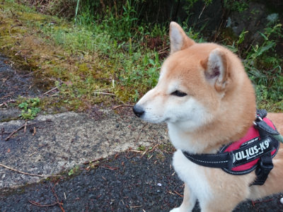 f:id:roukenhome-ann:20190501113626j:plain f:id:roukenhome-ann:20190501113626j:plain