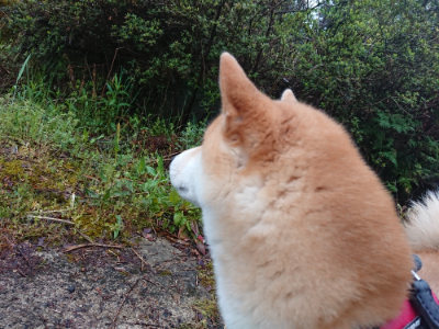 f:id:roukenhome-ann:20190501113631j:plain f:id:roukenhome-ann:20190501113631j:plain