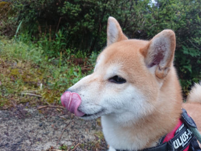 f:id:roukenhome-ann:20190501113637j:plain f:id:roukenhome-ann:20190501113637j:plain