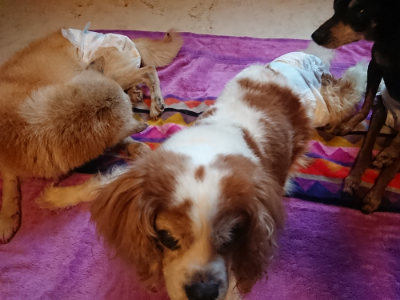 f:id:roukenhome-ann:20190501113714j:plain f:id:roukenhome-ann:20190501113714j:plain