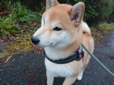 f:id:roukenhome-ann:20190501113818j:plain f:id:roukenhome-ann:20190501113818j:plain