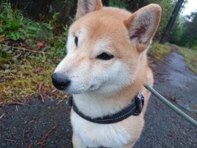 f:id:roukenhome-ann:20190501113824j:plain f:id:roukenhome-ann:20190501113824j:plain