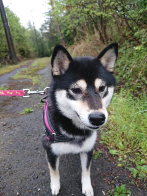 f:id:roukenhome-ann:20190501113828j:plain f:id:roukenhome-ann:20190501113828j:plain