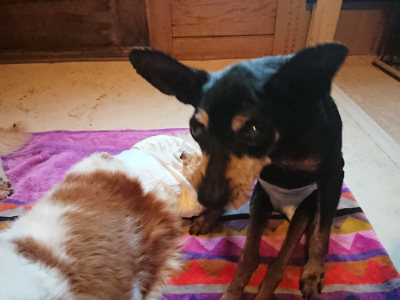 f:id:roukenhome-ann:20190501113914j:plain f:id:roukenhome-ann:20190501113914j:plain