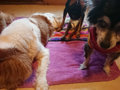 f:id:roukenhome-ann:20190501113925j:plain f:id:roukenhome-ann:20190501113925j:plain