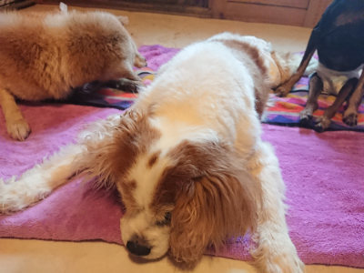 f:id:roukenhome-ann:20190501113931j:plain f:id:roukenhome-ann:20190501113931j:plain