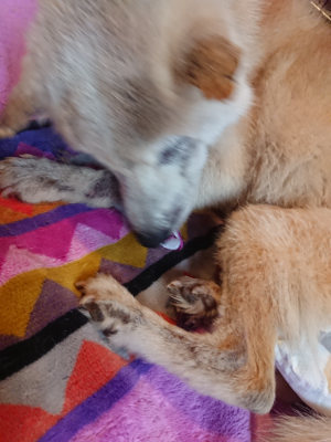 f:id:roukenhome-ann:20190501113951j:plain f:id:roukenhome-ann:20190501113951j:plain