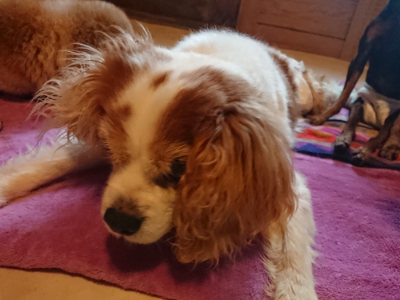 f:id:roukenhome-ann:20190501113956j:plain f:id:roukenhome-ann:20190501113956j:plain