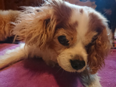 f:id:roukenhome-ann:20190501114003j:plain f:id:roukenhome-ann:20190501114003j:plain