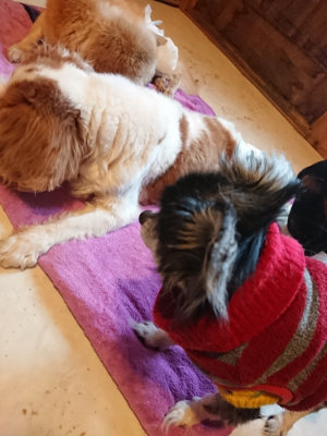 f:id:roukenhome-ann:20190501114014j:plain f:id:roukenhome-ann:20190501114014j:plain