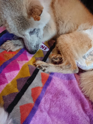 f:id:roukenhome-ann:20190501114032j:plain f:id:roukenhome-ann:20190501114032j:plain