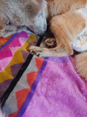 f:id:roukenhome-ann:20190501114037j:plain f:id:roukenhome-ann:20190501114037j:plain