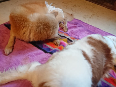 f:id:roukenhome-ann:20190501114041j:plain f:id:roukenhome-ann:20190501114041j:plain