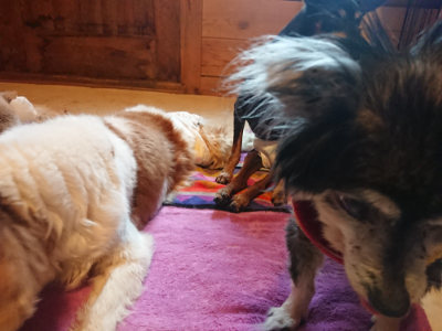 f:id:roukenhome-ann:20190501114103j:plain f:id:roukenhome-ann:20190501114103j:plain