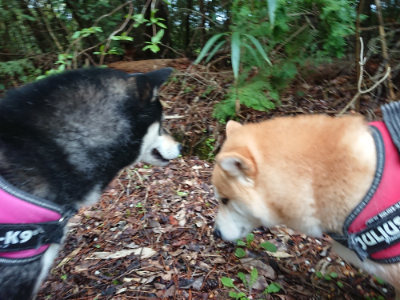 f:id:roukenhome-ann:20190503113721j:plain