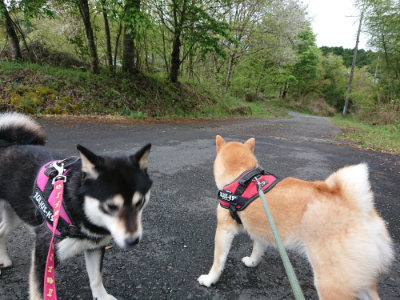 f:id:roukenhome-ann:20190503113726j:plain