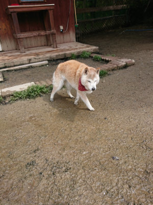 f:id:roukenhome-ann:20190503113734j:plain