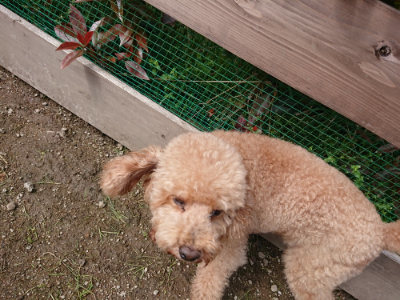 f:id:roukenhome-ann:20190503113739j:plain