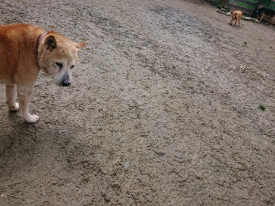 f:id:roukenhome-ann:20190503113757j:plain