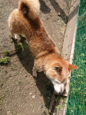 f:id:roukenhome-ann:20190503113833j:plain