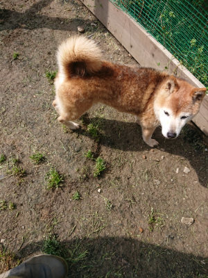 f:id:roukenhome-ann:20190503113902j:plain