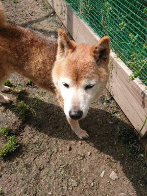 f:id:roukenhome-ann:20190503113909j:plain