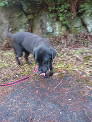 f:id:roukenhome-ann:20190503113945j:plain