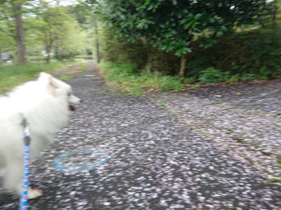 f:id:roukenhome-ann:20190503114107j:plain