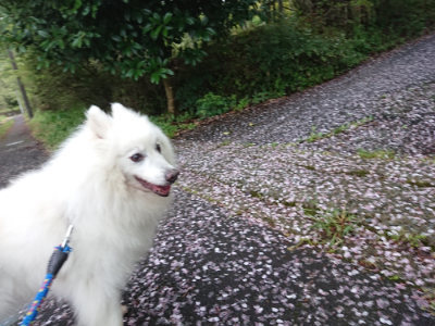 f:id:roukenhome-ann:20190503114114j:plain