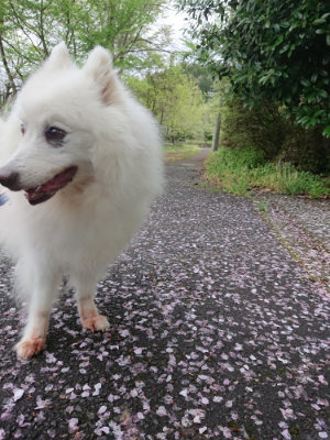 f:id:roukenhome-ann:20190503114139j:plain